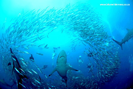 Un juge enqu&ecirc;te sur l'argent libyen de Ziad Takieddine | Essentiels et SuperFlus | Scoop.it