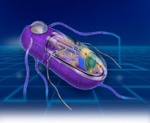 Synthetic Biology: Key Field of the Future | Science News | Scoop.it