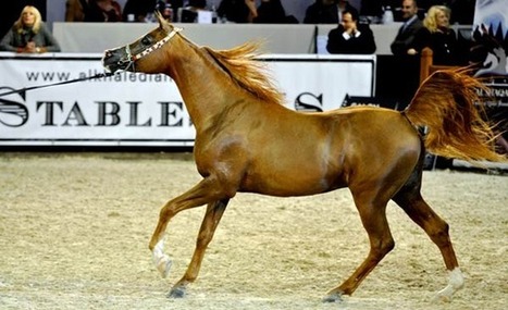 L’élite mondiale du cheval arabe à Paris | Salon du Cheval | Scoop.it
