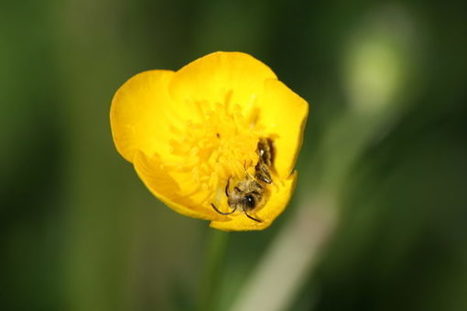 Abeilles Des Asticots Artificiels Des Asticots 20 Pièce