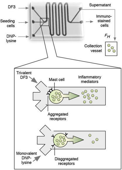 Timescale Separation of Positive and Negative Signaling Creates History-Dependent Responses to IgE Receptor Stimulation | Allergy (and clinical immunology) | Scoop.it