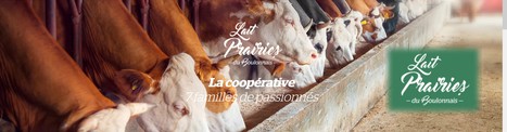 Comment la coopérative Lait prairies du Boulonnais tente de réinventer l’élevage laitier | Lait de Normandie... et d'ailleurs | Scoop.it