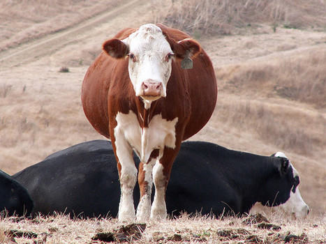 Suisse : Fin de l'abattage des vaches en gestation | Lait de Normandie... et d'ailleurs | Scoop.it