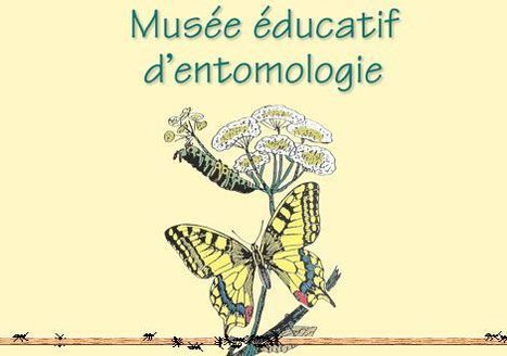 Musée éducatif d'entomologie | Variétés entomologiques | Scoop.it