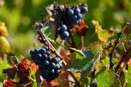 Des chauves-souris dans les vignes pour tenter d'éviter les pesticides | Risques, Santé, Environnement | Scoop.it