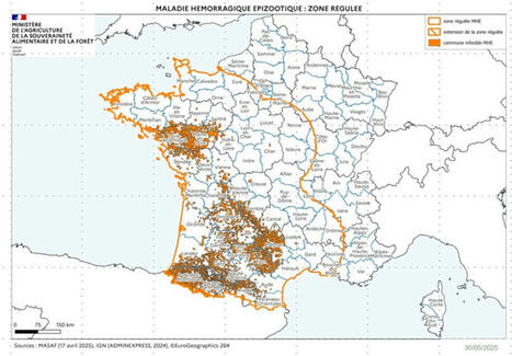 Maladie hémorragique épizootique (MHE) : point de situation sur une maladie émergente | Actualités de l'élevage | Scoop.it