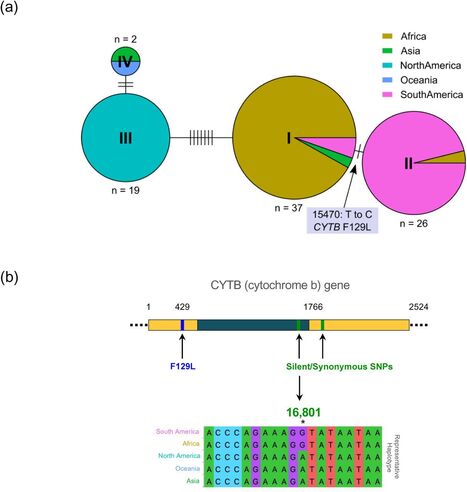 bioRxiv: The dominant lineage of Phakopsora pachyrhizi in the United States of America does not have a Brazilian origin (2025) | Publications from The Sainsbury Laboratory | Scoop.it