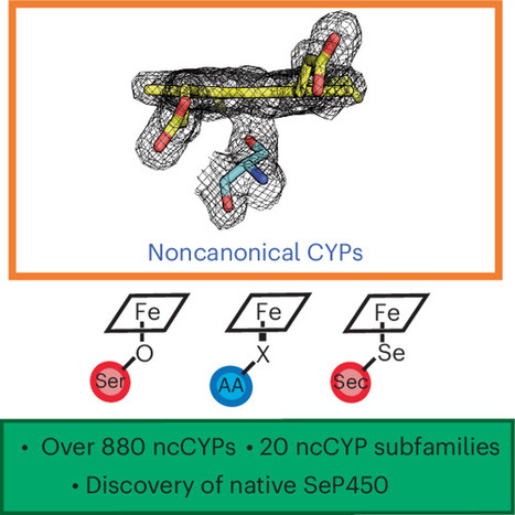 Discovery of noncanonical cytochrome P450 enzymes in nature | Ncb | RMH | Scoop.it