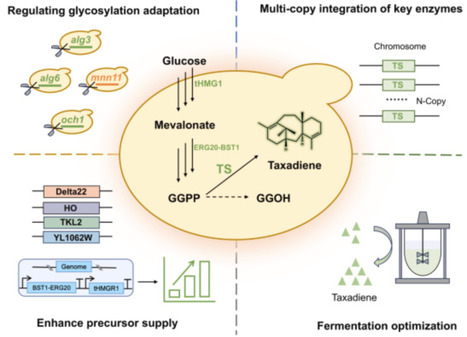 Regulating protein glycosylation modification enhances the synthesis of taxadiene in Saccharomyces cerevisiae | RMH | Scoop.it