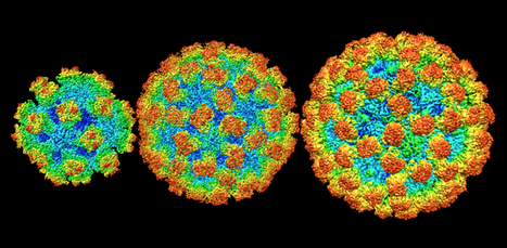 Viral Strains that Cause “Stomach Flu” Come in Different Sizes | Virus World | Scoop.it