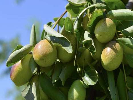 Huile de jojoba : idéale pour toutes les peaux et cheveux | La Cabane aux Arômes | Scoop.it