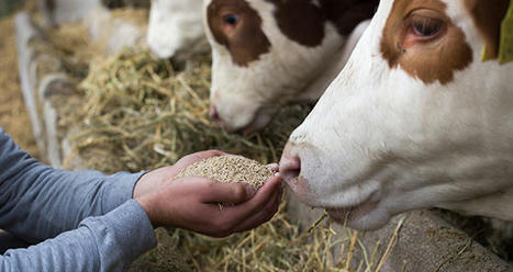 Une baisse d’1,2 Mt de la production d’aliments pour animaux en 2022 | Actualité Bétail | Scoop.it