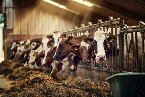 Produits laitiers : éleveurs, grands perdants de la hausse des prix | Elevage et société | Scoop.it