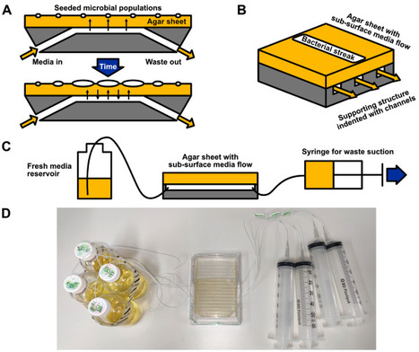 A novel agar-based millifluidic device for spatially-structured microbial populations | brvt | RMH | Scoop.it