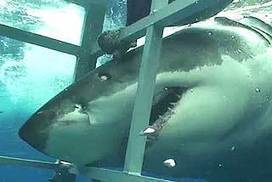 'Drum lines won't work' shark experts bite back | Soggy Science | Scoop.it