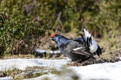 Orcières : refuge d'hiver pour les tétras de la Recula | Biodiversité | Scoop.it