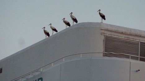 Des cigognes dans le ciel de Drôme-Ardèche et certaines passent l'hiver ici | Les oiseaux au gré du vent | Scoop.it