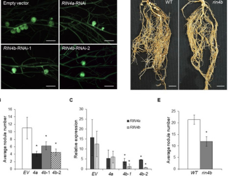 Soybean RIN4 represents a mechanistic link between plant immune and symbiotic signaling | eLife | RMH | Scoop.it
