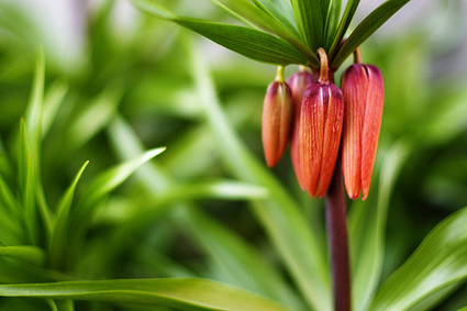 Free GIMP Plugins for Photographers | Le Top des Applications Web et Logiciels Gratuits | Scoop.it