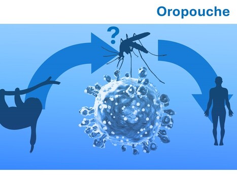 Depuis 2023, une expansion rapide du virus Oropouche, 23 cas importés en Europe | EntomoNews | Scoop.it