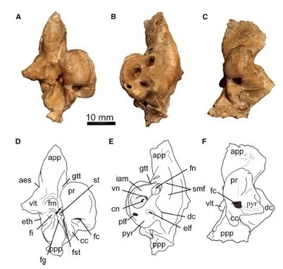 Depuis quand les cachalots ont le melon ? Bis : : Le Dinoblog | Caf&eacute; des Sciences | Scoop.it