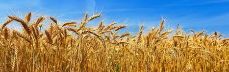 Après le cauchemar des pluies de 2016, les producteurs de blé plus optimistes | DURABILITES | Scoop.it