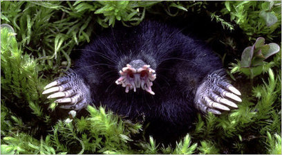 12 Years of Lesson Plans About the Animal Kingdom | Rainforest CLASSROOM | Scoop.it