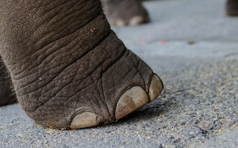 K&ouml;ntys | 1Uutiset - Lukemisen t&auml;hden | Scoop.it