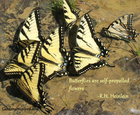 Quote by R. H. Heinlein | The Muse | Scoop.it