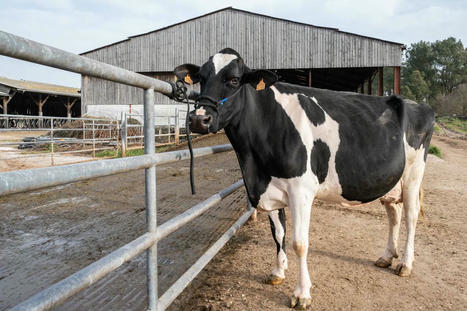 Grippe aviaire&nbsp;: l&rsquo;OMS alerte sur une forte concentration du virus H5N1 dans du lait de vaches contamin&eacute;es | Crise sanitaire | Scoop.it