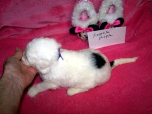 reputable sheepadoodle breeders