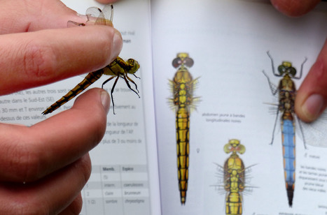 Les formations 2018 de l’OPIE sur les insectes | Insect Archive | Scoop.it