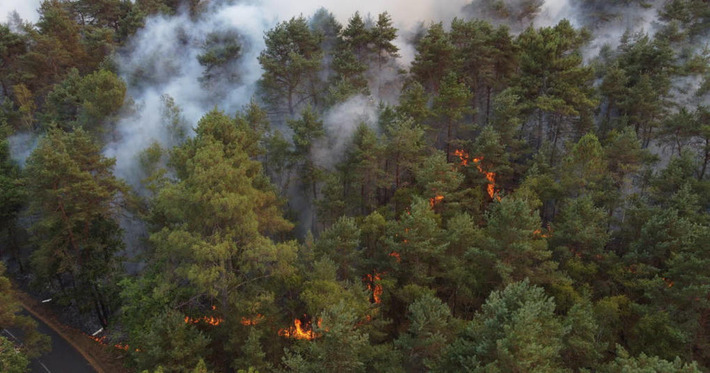 Environnement. Financements, start-up d'&Eacute;tat... ce que pr&eacute;voit le gouvernement pour reconstruire les for&ecirc;ts | Observations, chiffres cl&eacute;s, fiches march&eacute;s, &eacute;tudes et tendances | Scoop.it