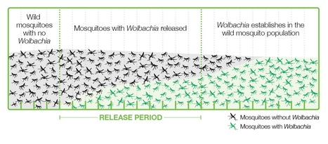 Dengue : Nouméa va appliquer une méthode innovante | EntomoNews | Scoop.it