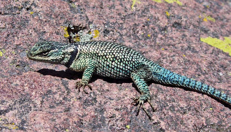 Rate of climate-induced extinction is 'shocking' | Design, Science and Technology | Scoop.it