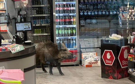Hier spaziert ein Wildschwein durch einen Berliner Discounter | Kompass-Aktuell | Scoop.it