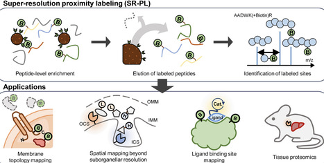 Recent advances in spatial proteomics by super-resolution proximity labeling | cin | RMH | Scoop.it