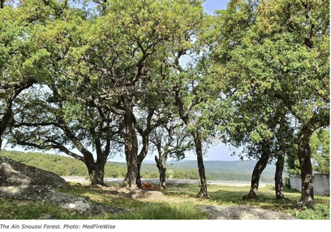 Mapping wildfire risk in TUNISIA's A&iuml;n Snoussi forest through Nature-based Solutions | CIHEAM Press Review | Scoop.it