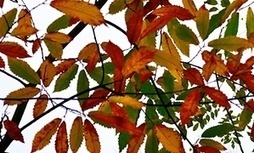 Leaves turning fiery like metal blades in a forge | Nature Flash | Scoop.it