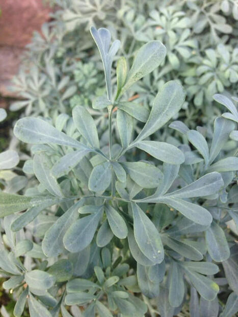 L'ECHO DEMETER : La rue officinale, plante plus utile que dangereuse&nbsp; | L'ECHO DEMETER | Scoop.it