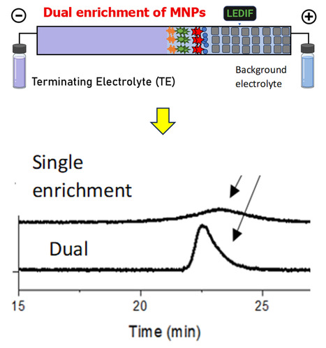 Une plate-forme d&rsquo;&eacute;lectrophor&egrave;se miniaturis&eacute;e pour une d&eacute;tection ultra-sensible de nanoparticules magn&eacute;tiques h&eacute;t&eacute;rog&egrave;nes | Life Sciences Universit&eacute; Paris-Saclay | Scoop.it