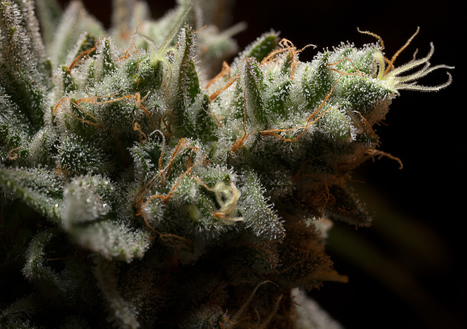 Feds Add Marijuana Warning to Gun Application | Marijuana, Cannabis, Longevity, Legacy | Scoop.it