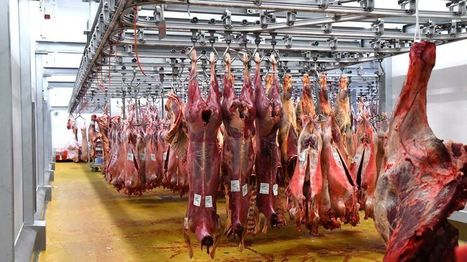 "On est très contrôlé et on prend toutes les précautions" disent les gérants d'abattoirs en Midi-Pyrénées | La Gazette des abattoirs | Scoop.it