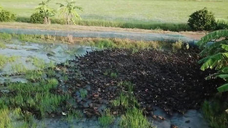 Thaïlande : quand les canards remplacent les pesticides | Les Colocs du jardin | Scoop.it