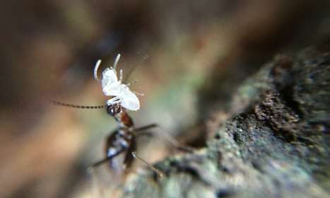 PQ pour termites (piège expérimental) | EntomoNews | Scoop.it