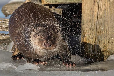 Saukko esti lentokoneen laskeutumisen Norjassa | 1Uutiset - Lukemisen tähden | Scoop.it