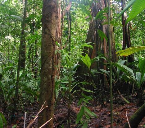 &Agrave; l'&eacute;coute des for&ecirc;ts pour mesurer la biodiversit&eacute; | EntomoScience | Scoop.it