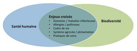 Santé et biodiversité - ORS | EntomoNews | Scoop.it