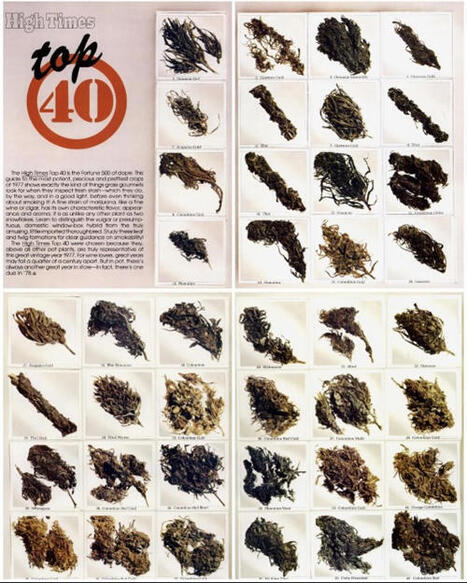 From Ditch Weed to Dank: The Lost World of 1977 Cannabis and Why It Still Matters | Cannabis.Net | Scoop.it