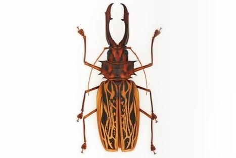25 ans de coups de c&oelig;ur : Macrodontia cervicornis | EntomoScience | Scoop.it